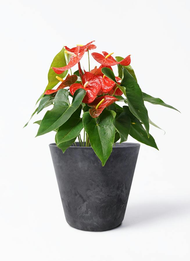 Anthurium X 'Red Gunsal' アンスリウムレッドグンサル Anthurium Red