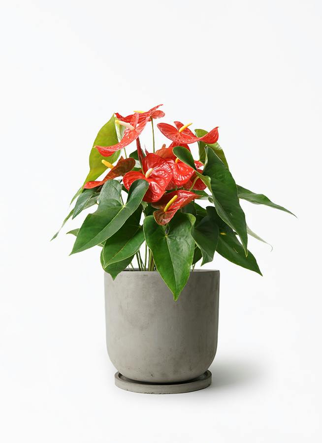 アンスリウム 7号 | 観葉植物の通販ならHitoHana（ひとはな）