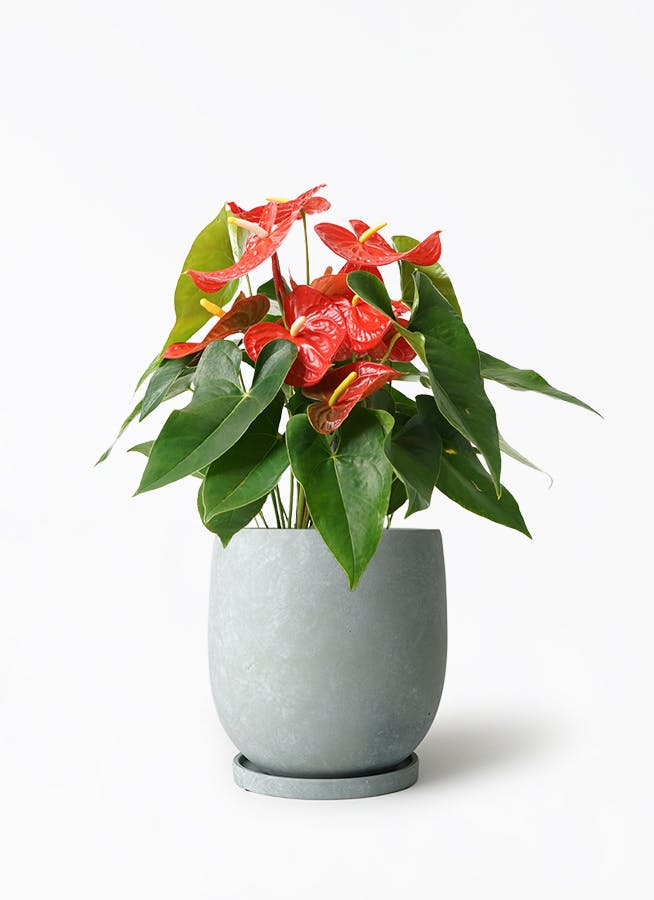 アンスリウム 7号 | 観葉植物の通販ならHitoHana（ひとはな）