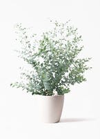 ユーカリ | 観葉植物の通販ならHitoHana（ひとはな）