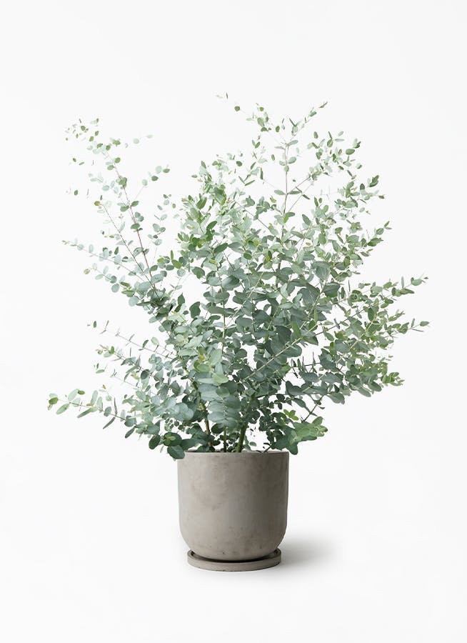 観葉植物 ユーカリ 7号 グニー セメント トラフポット 付き 観葉植物ならhitohana ひとはな
