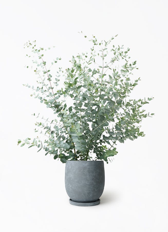 ユーカリ グニー | 観葉植物 | インテリアやギフトに - Hitohana（ひと