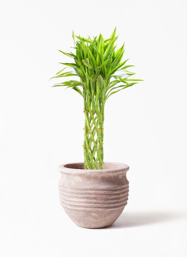 観葉植物 ドラセナ ミリオンバンブー（幸運の竹） 7号 テラアストラ リゲル 赤茶色 付き