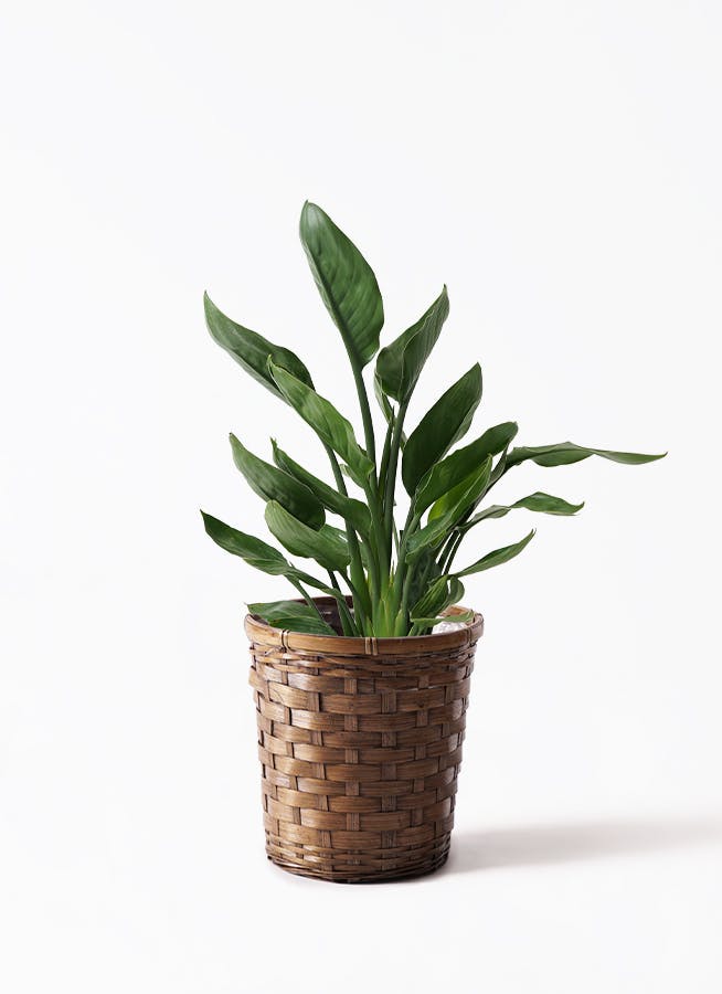 ストレリチア レギネ | 観葉植物の通販ならHitoHana（ひとはな）