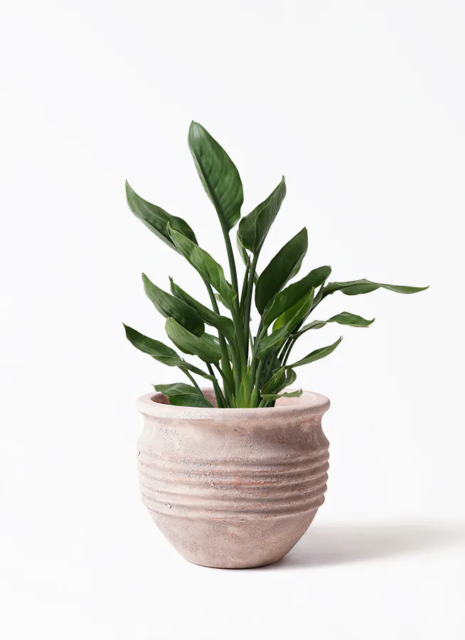 ストレリチア レギネ | 観葉植物の通販ならHitoHana（ひとはな） 