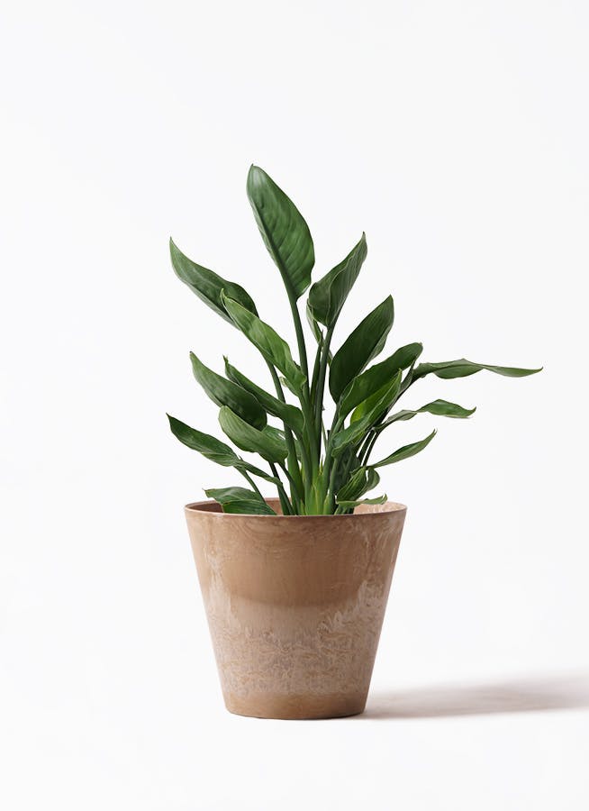 観葉植物 ストレリチア レギネ 7号 アートストーン ラウンド ベージュ