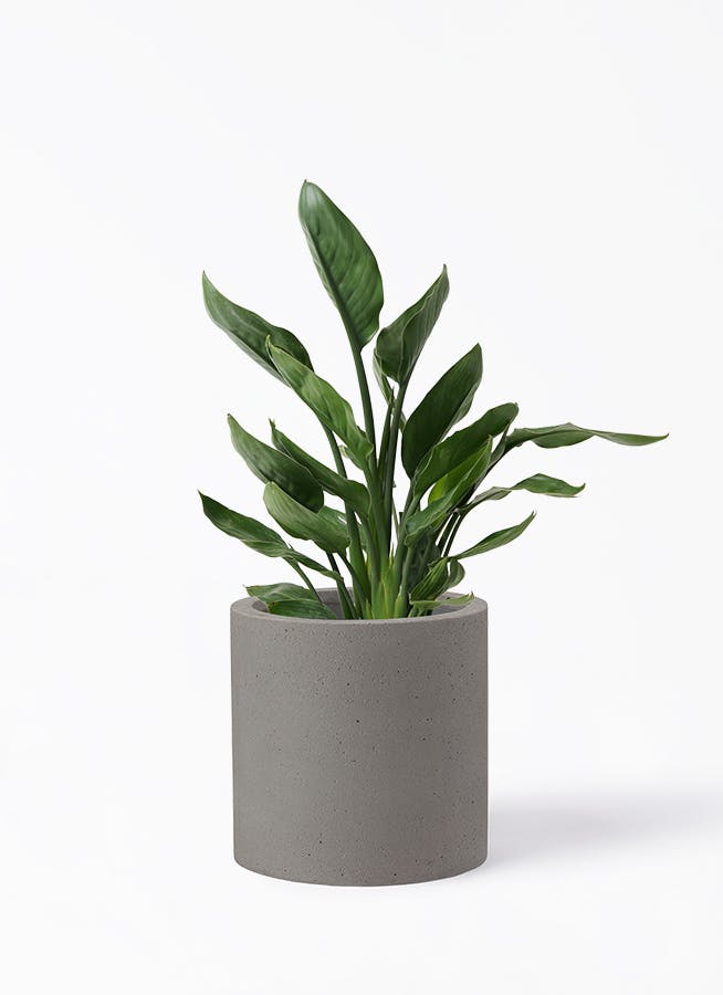 ユーカリ ユーカリ アップルボックス 8号 （観葉植物：0513） 新築祝い
