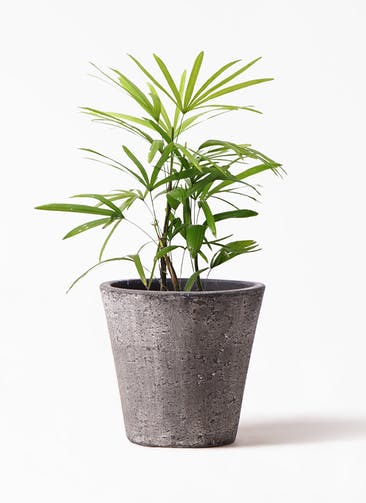 観葉植物 シュロチク（棕櫚竹） 7号 フォリオソリッド ブラックウォッシュ 付き