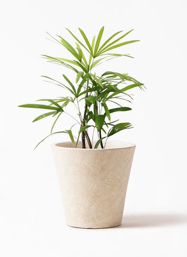 観葉植物 シュロチク（棕櫚竹） 7号 フォリオソリッド クリーム 付き