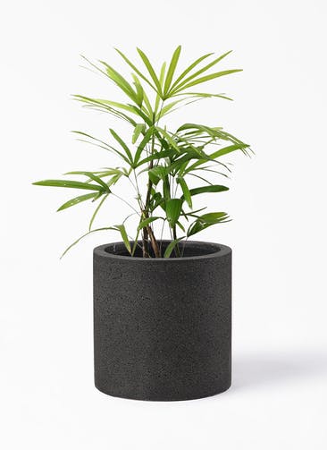 観葉植物 シュロチク（棕櫚竹） 7号 コーディル シリンダー ブラック 付き
