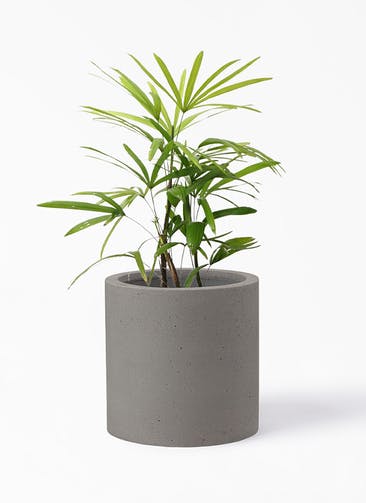 観葉植物 シュロチク（棕櫚竹） 7号 コーディル シリンダー グレー 付き
