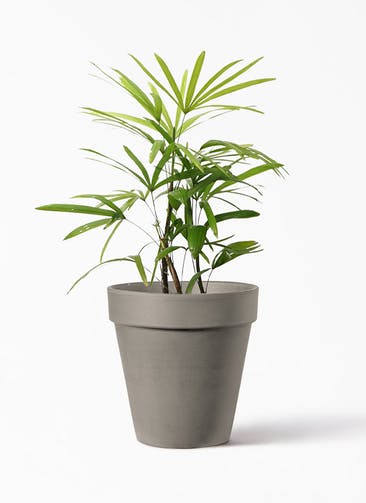 観葉植物 シュロチク（棕櫚竹） 7号 アルトポット カプチーノM 26cm 付き