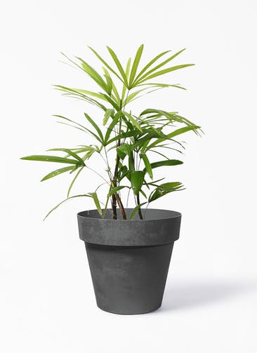 観葉植物 シュロチク（棕櫚竹） 7号 ライク ラウンド ブラック 付き