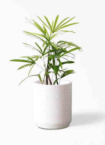 観葉植物 シュロチク（棕櫚竹） 7号 Eco Stone（エコストーン） シリンダータイプ White 付き