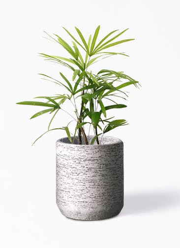 観葉植物 シュロチク（棕櫚竹） 7号 Eco Stone（エコストーン） シリンダータイプ Gray 付き