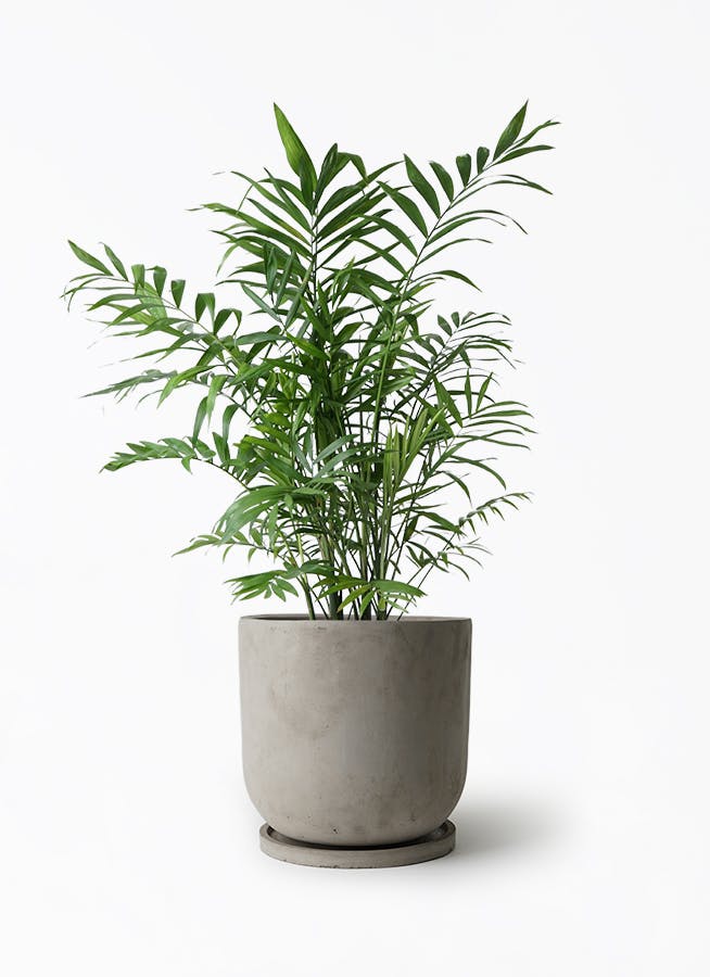 観葉植物 テーブルヤシ 7号 セメント トラフポット 付き | 観葉植物