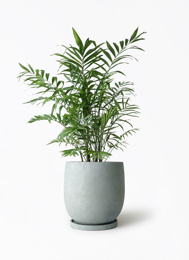 テーブルヤシ | 観葉植物の通販ならHitoHana（ひとはな）