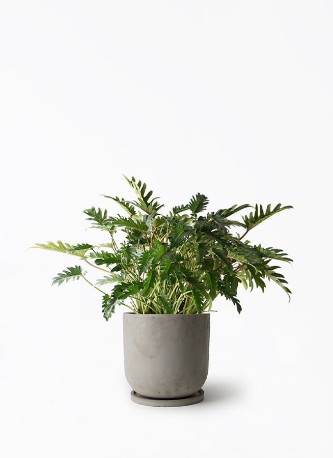 7号サイズの観葉植物 | 通販専門店 HitoHana（ひとはな）
