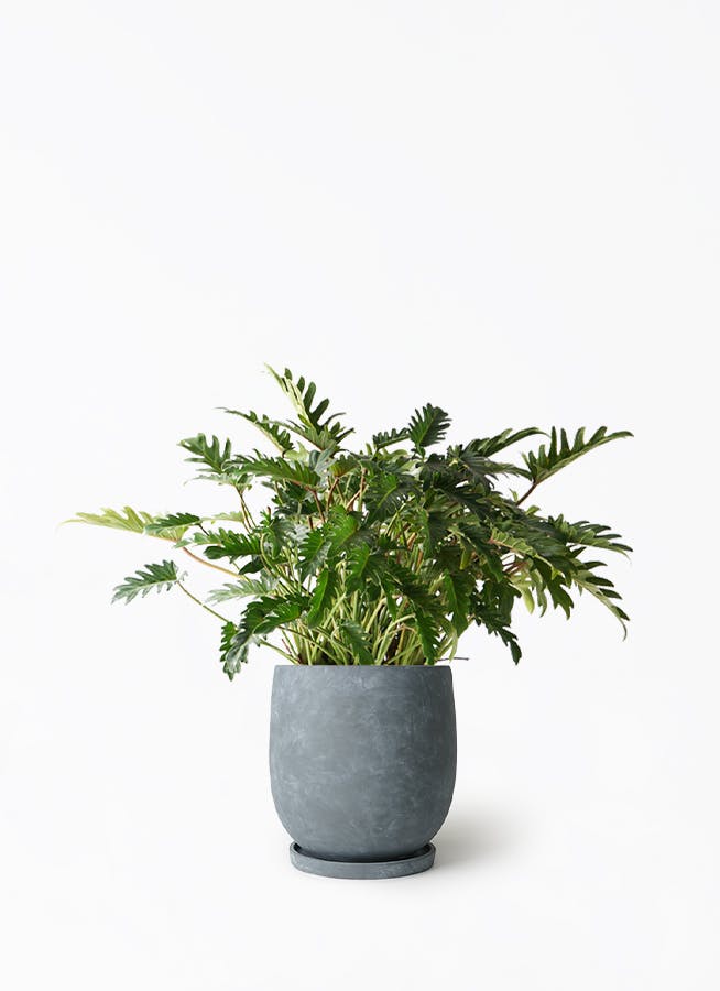 フィロデンドロン クッカバラ | 観葉植物通販HitoHana(ひとはな)