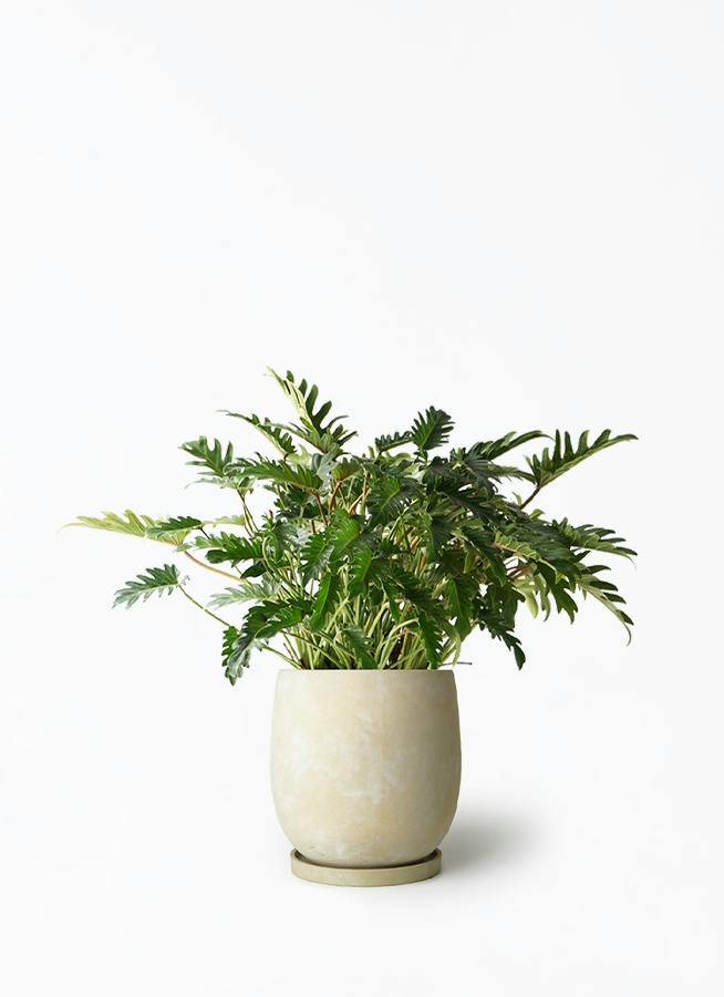 クッカバラ 7号 | 観葉植物通販HitoHana(ひとはな)