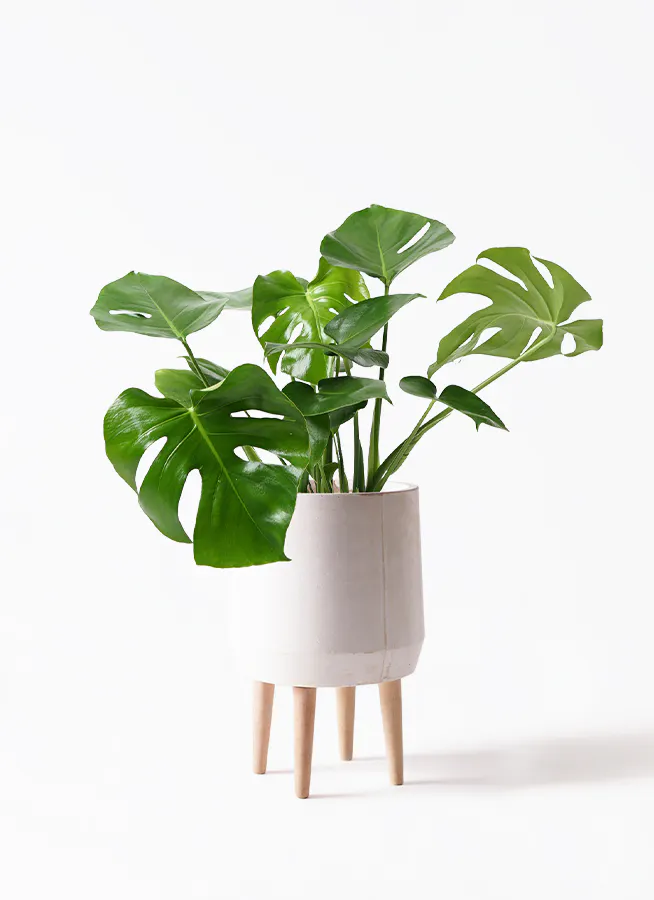 モンステラ 7号 | 観葉植物 | インテリアやギフトに - Hitohana（ひと 