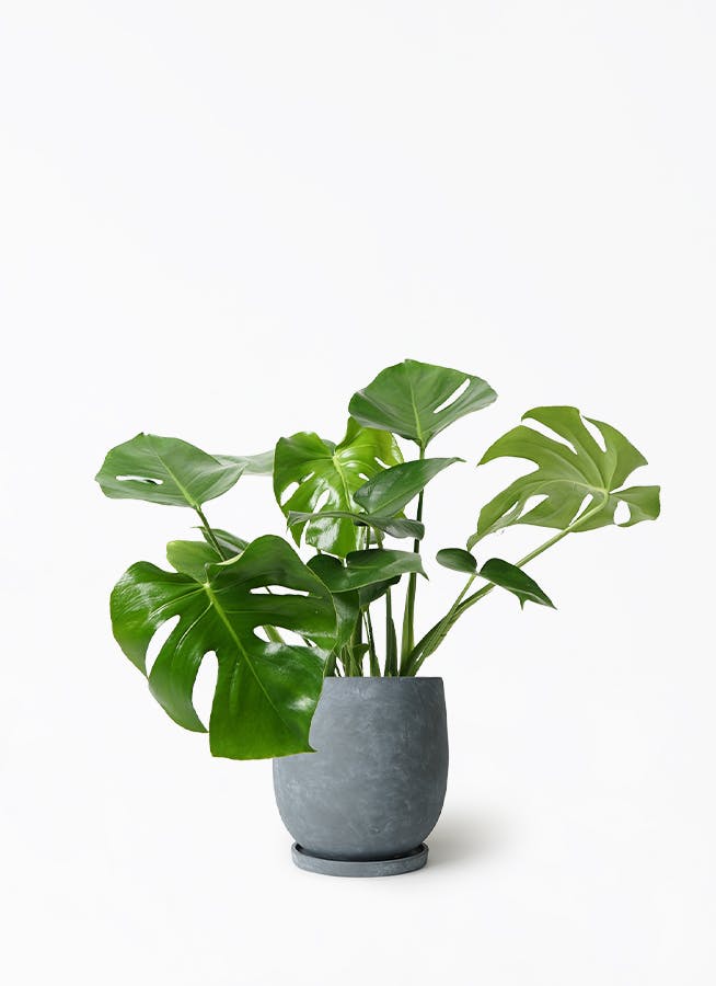 モンステラ 7号 | 観葉植物 | インテリアやギフトに - Hitohana（ひと