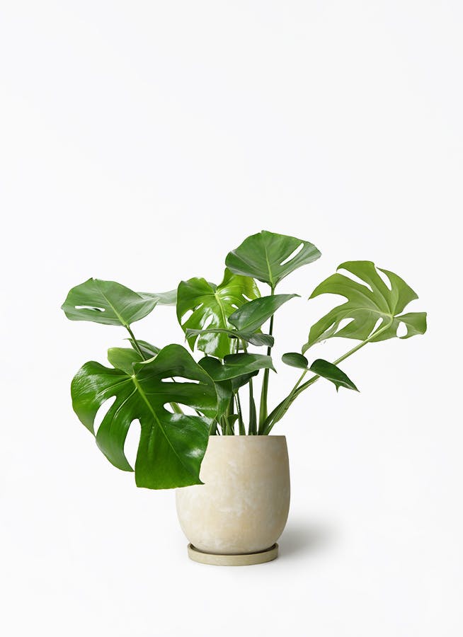 モンステラ 7号ハンギングポット モンステラ 7号 | 観葉植物 | インテリアやギフトに - Hitohana（ひと