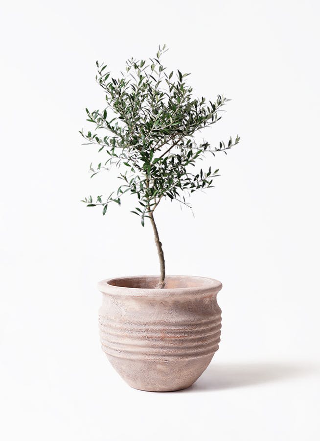オリーブの木　ペンドリノ　7号　約70cm　NO.10540　一点物 オリーブの木 ペンドリノ 7号 約70cm NO.10540 一点物 オリーブの木