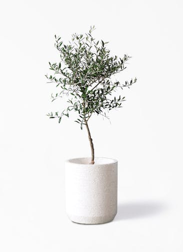 観葉植物 オリーブの木 7号 創樹 Eco Stone（エコストーン） シリンダータイプ White 付き