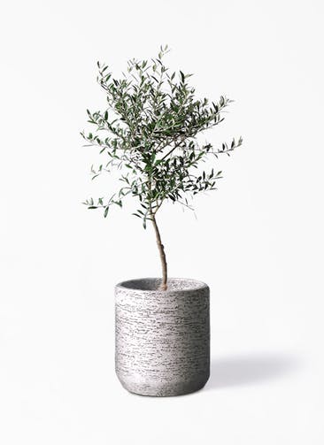 観葉植物 オリーブの木 7号 創樹 Eco Stone（エコストーン） シリンダータイプ Gray 付き