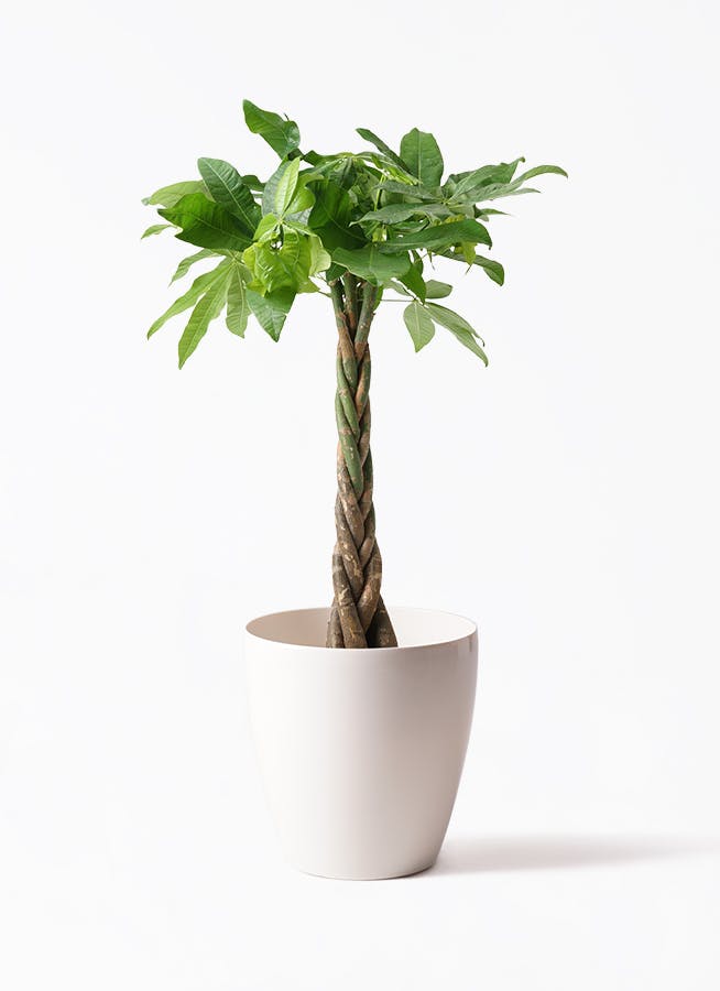 観葉植物 パキラ 7号 ねじり ラスターポット white 付き | 観葉植物 