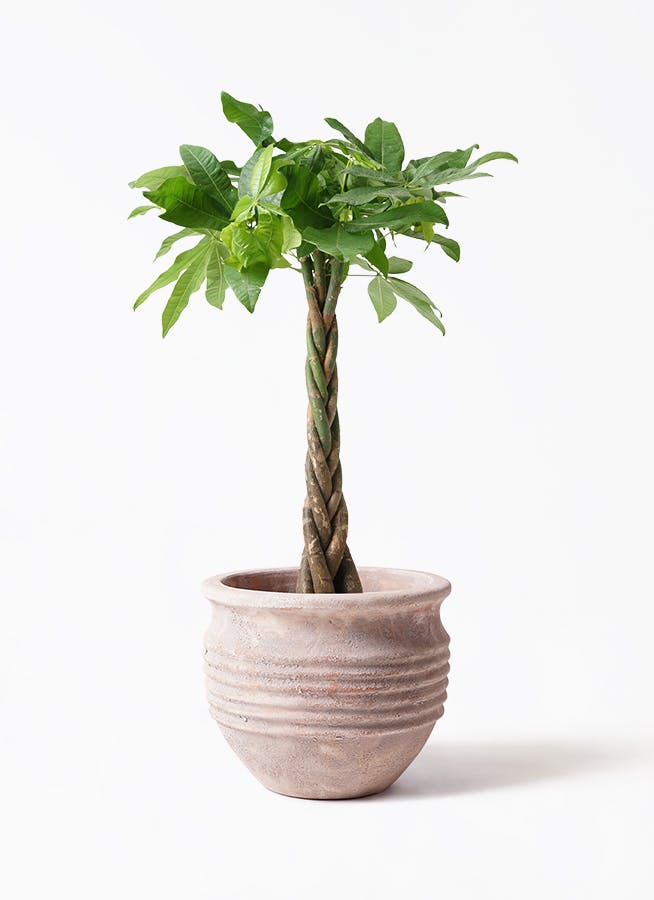 パキラ 7号 | 観葉植物の通販ならHitoHana（ひとはな）