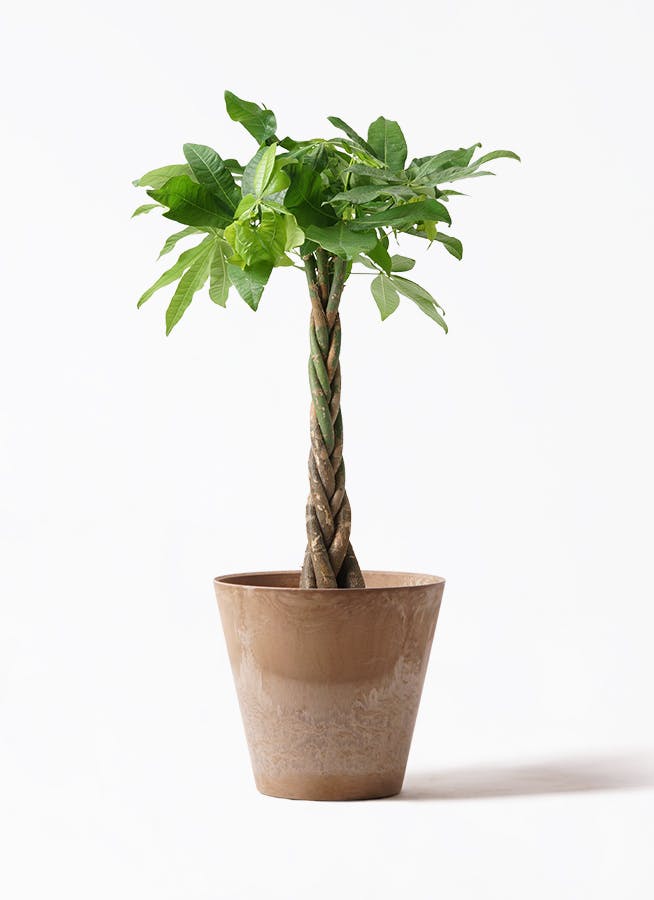 パキラ 7号 | 観葉植物の通販ならHitoHana（ひとはな）