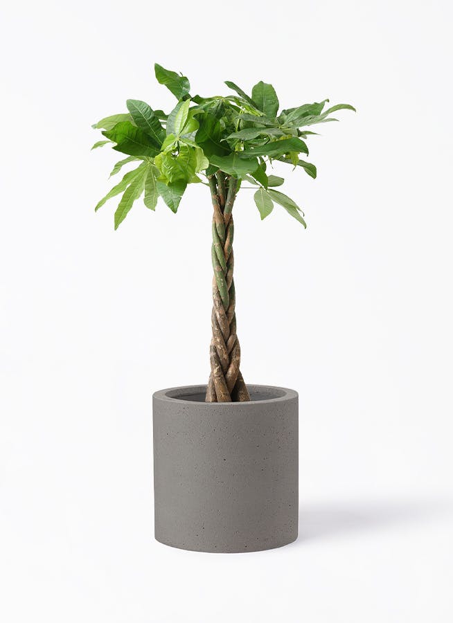 パキラ 7号 | 観葉植物の通販ならHitoHana（ひとはな）