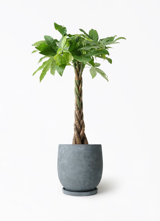 パキラ 7号 | 観葉植物の通販ならHitoHana（ひとはな）