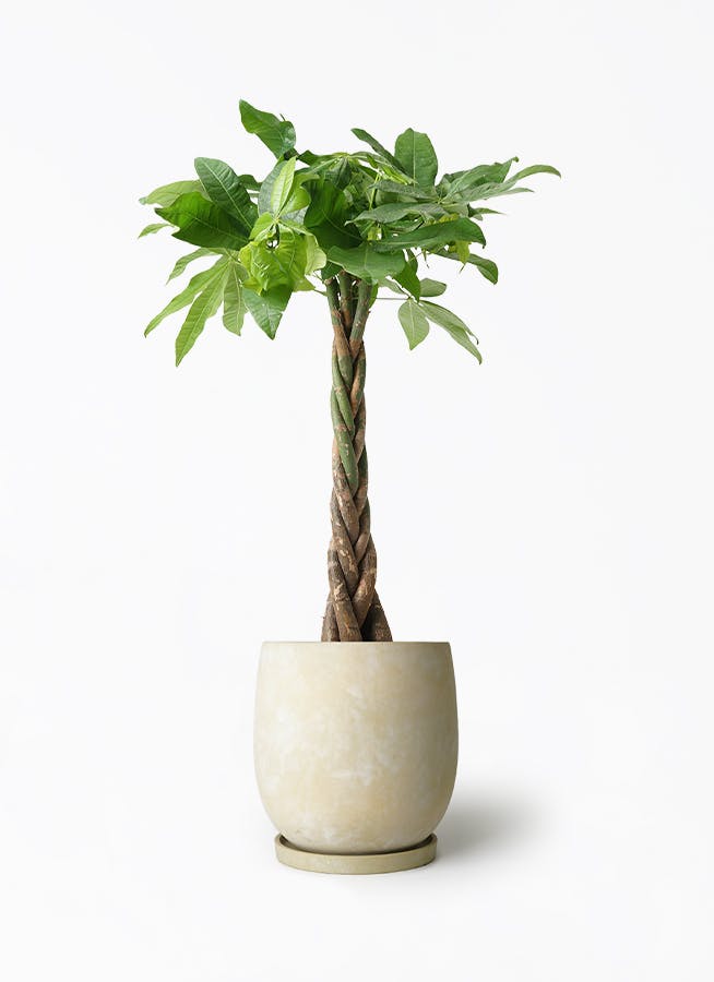 パキラです¨̮ )/ パキラ 7号 | 観葉植物の通販ならHitoHana（ひとはな）