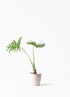 フィロデンドロン | 観葉植物の通販ならHitoHana（ひとはな）