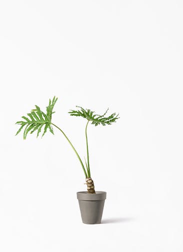 観葉植物 フィロデンドロン 7号 セローム ヒトデカズラ アルトポット カプチーノM 26cm 付き