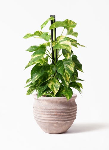 観葉植物 ポトス 7号 テラアストラ リゲル 赤茶色 付き