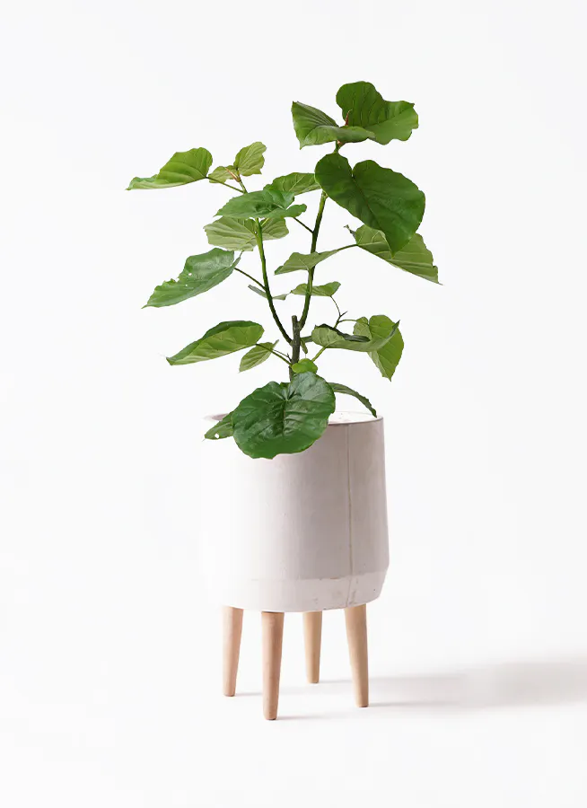 フィカス ウンベラータ 7号 | 観葉植物の通販ならHitoHana（ひとはな）