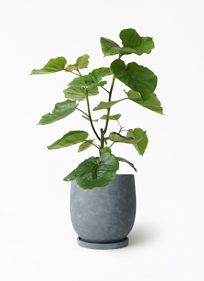 フィカス ウンベラータ 7号 | 観葉植物の通販ならHitoHana（ひとはな）