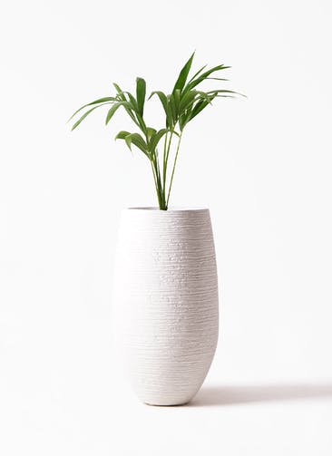ケンチャヤシ | 観葉植物の通販ならHitoHana(ひとはな)