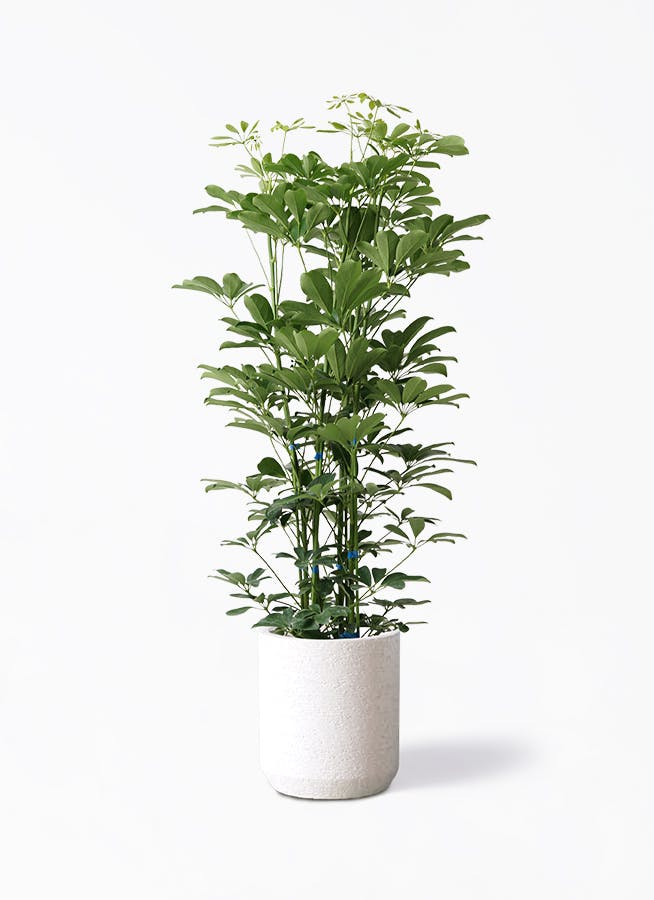 その他観葉植物 sucindapsus peacock つやつや新芽を続々展開中? オオタニワタリ アスプレニウム 4号 観葉