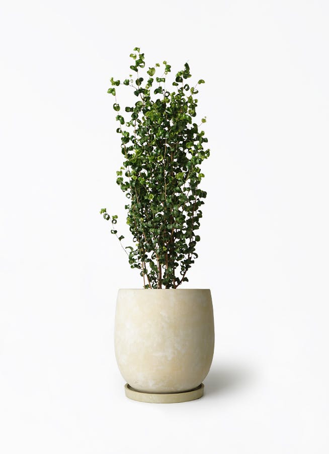 フィカス ベンジャミン バロック | 観葉植物ならHitoHana（ひとはな）