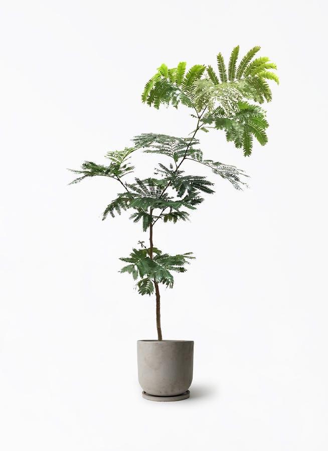 エバーフレッシュ 7号 | 観葉植物 | インテリアやギフトに - Hitohana