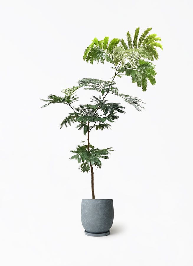 ⑥　エバーフレッシュ　７号　盆栽仕立て　最高等級極上品‼️ ⑥ エバーフレッシュ 7号 盆栽仕立て 最高等級極上品‼️