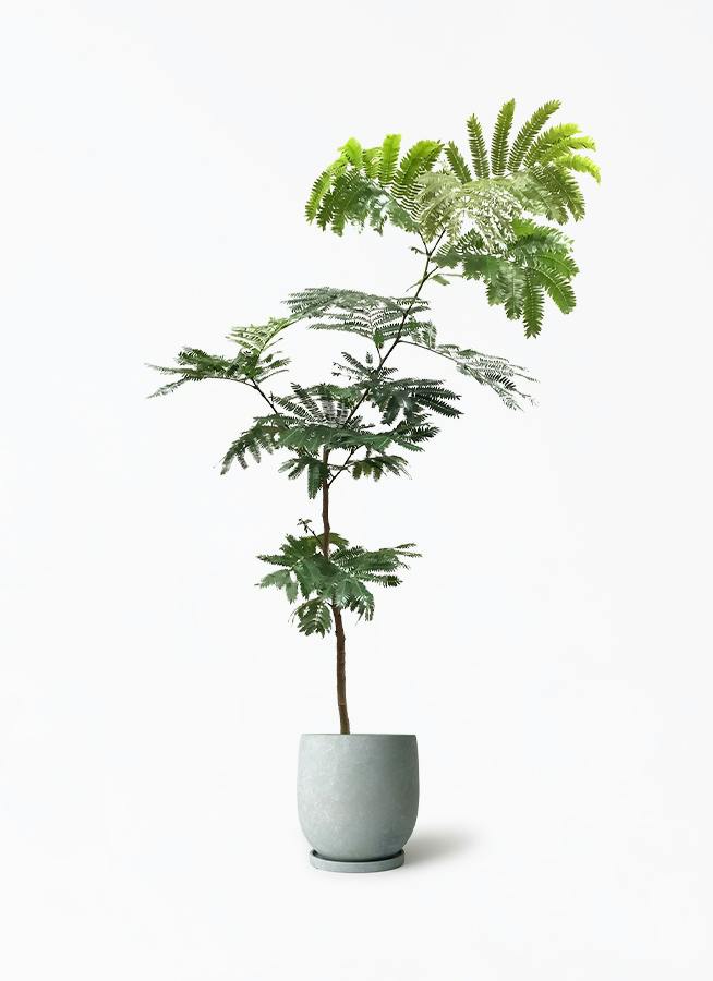 ①　エバーフレッシュ曲がり仕立て２本植え7号最高等級 エバーフレッシュ 7号 | 観葉植物の通販ならHitoHana（ひとはな）