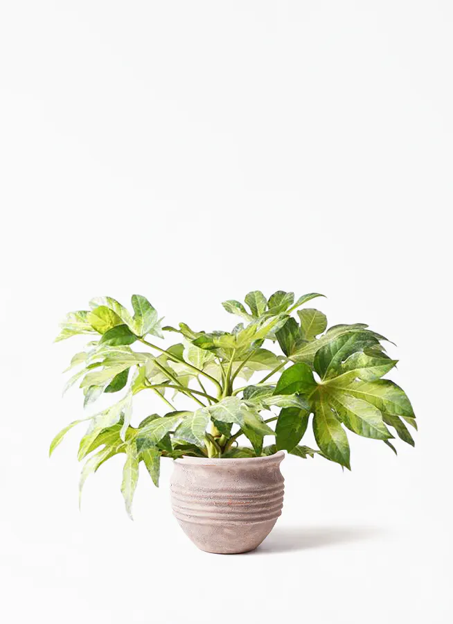 観葉植物 ヤツデ 7号 テラアストラ リゲル 赤茶色 付き 観葉植物ならhitohana ひとはな