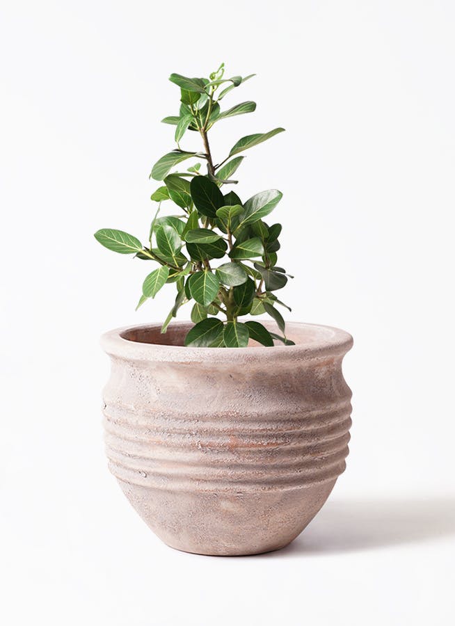 フィカス ベンガレンシス 7号 | 観葉植物 | 送料無料でお届け