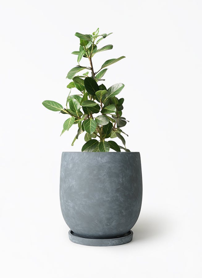 フィカス・ベンガレンシス / 7号 / 観葉植物 / IKEA鉢カバー付き フィカス・ベンガレンシス / 7号 / 観葉植物 / IKEA鉢カバー付き